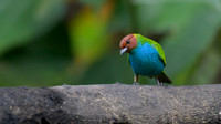 Bay-headed Tanager