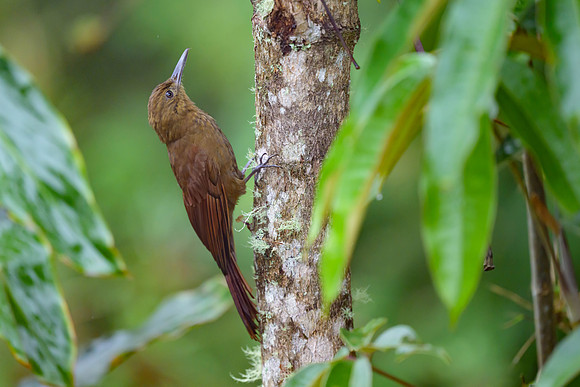 Tyrannine Woodcreeper