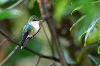 Crowned Woodnymph