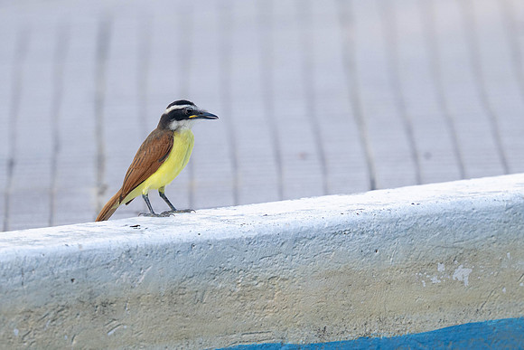 Lesser Kiskadee