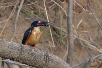 Azure Kingfisher
