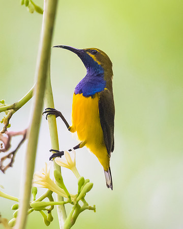 Olive-backed Sunbird