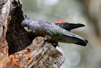 Gang-gang Cockatoo