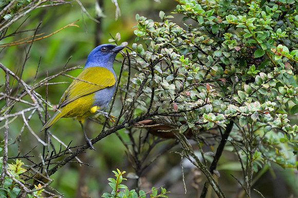Blue-capped Tanager