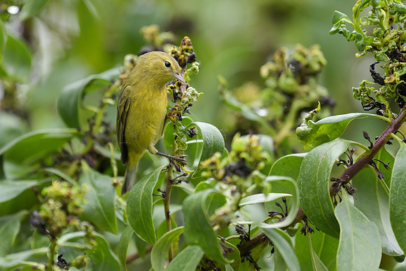 Orange-crowned Warbler