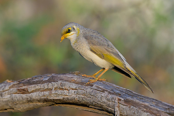 Yellow-throated Miner