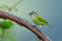 Black-capped Tanager
