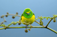 Blue-naped Chlorophonia