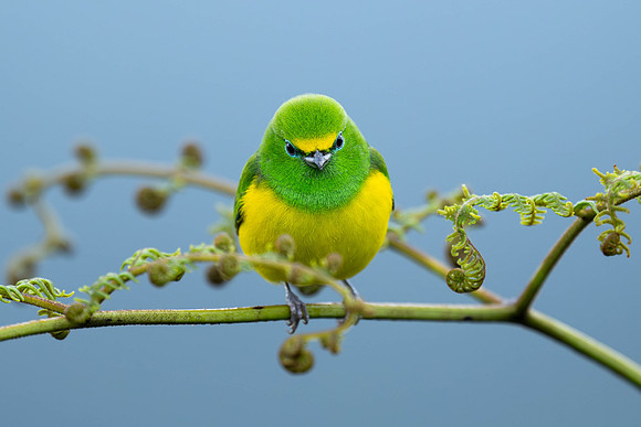 Blue-naped Chlorophonia