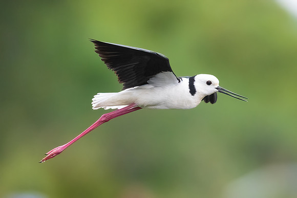 Pied Stilt