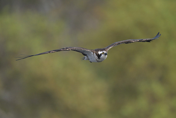 Osprey