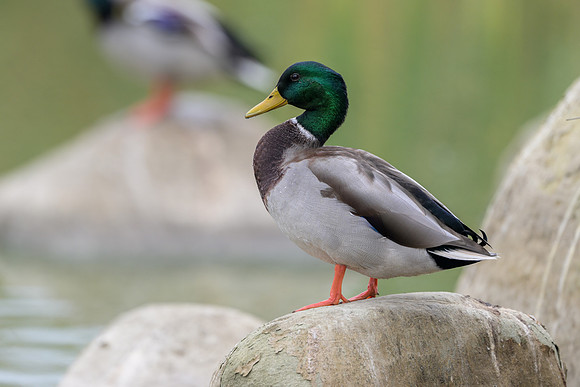 Mallard