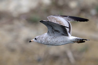 Ring-billed Gull
