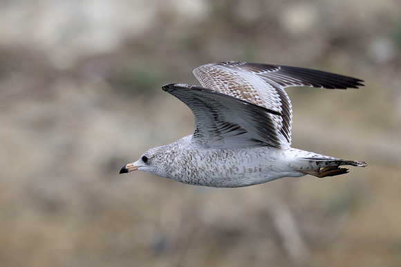 Ring-billed Gull