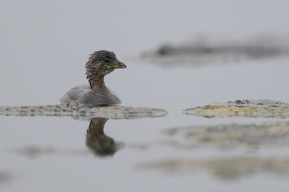 Pied-billed Grebe