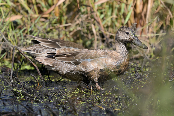 Cinnamon Teal