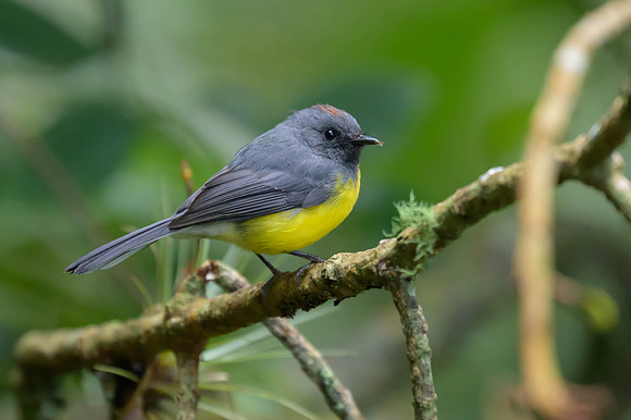 Slate-throated Redstart