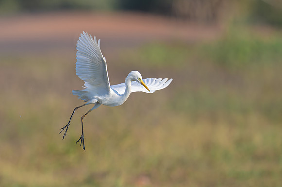 Plumed Egret