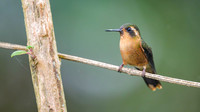 Speckled Hummingbird