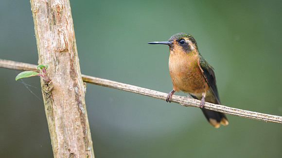 Speckled Hummingbird