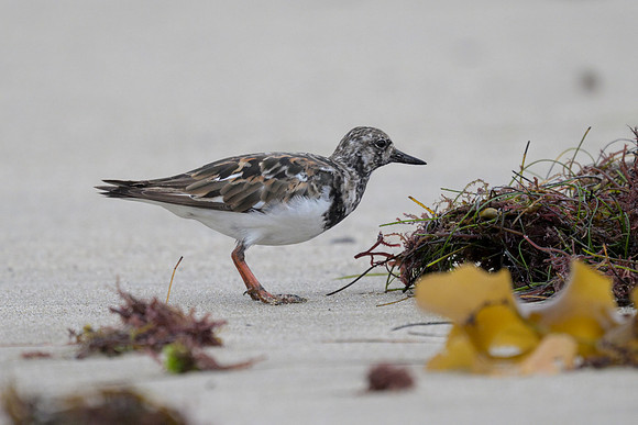 Ruddy Turnstone