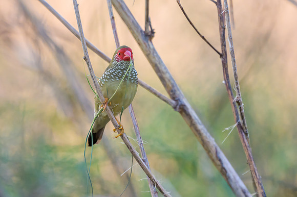 Star Finch