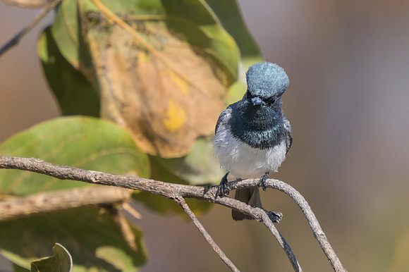 Leaden Flycatcher