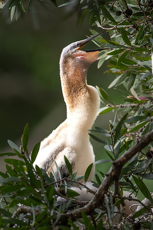 Australasian Darter