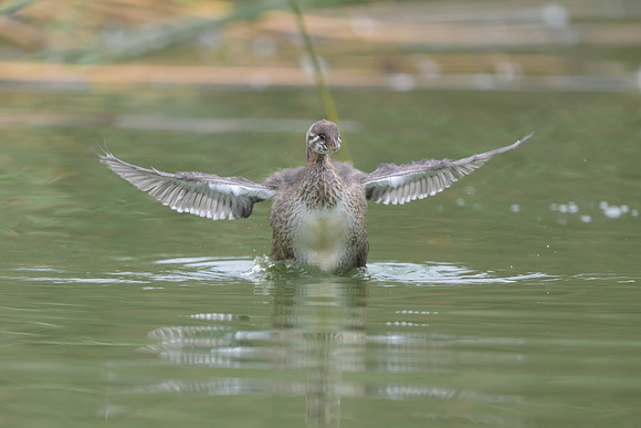 Pied-billed Grebe