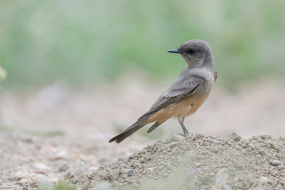 Say's Phoebe