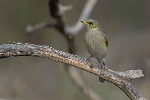 Fuscous Honeyeater