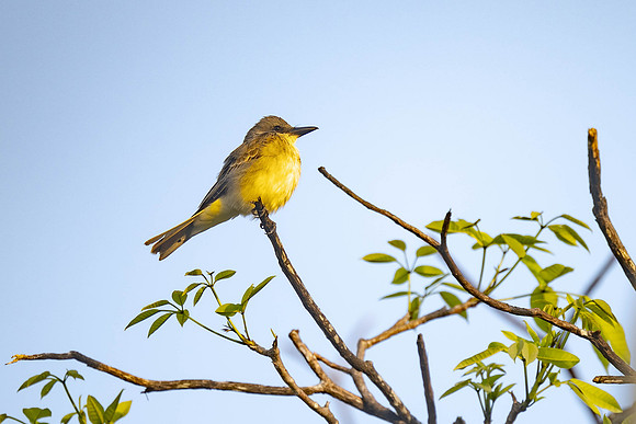 Gray Kingbird