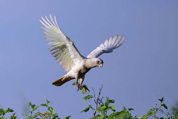 Little Corella