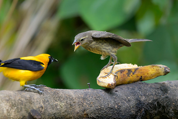 Shiny Cowbird