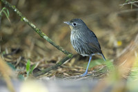 Santa Marta Antpitta