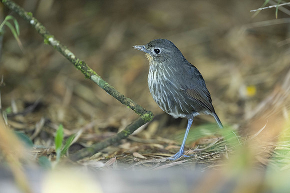 Santa Marta Antpitta