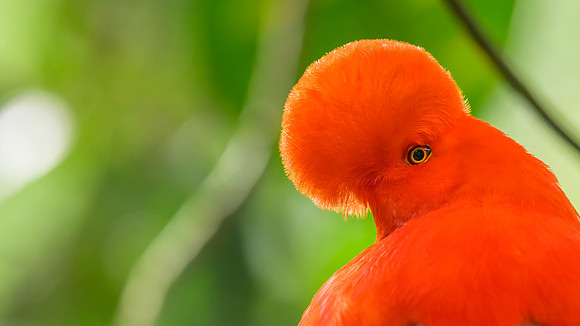 Andean Cock-of-the-Rock