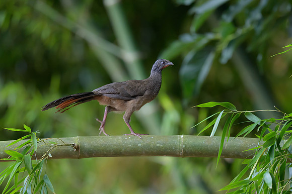 Colombian Chachalaca
