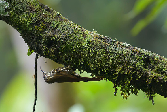 Montane Woodcreeper