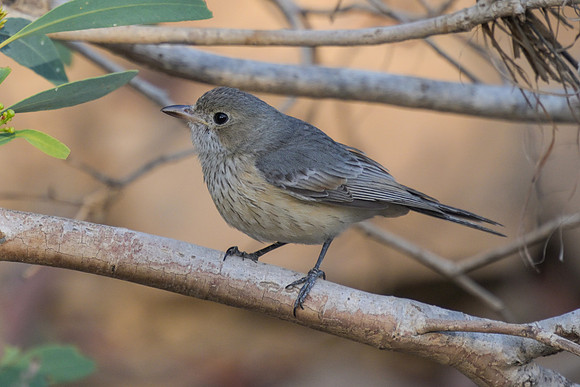 Rufous Whistler