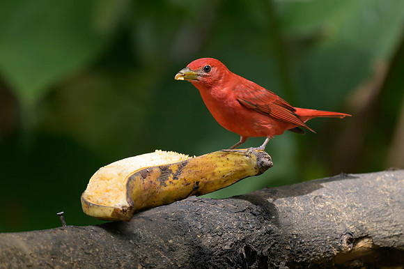 Summer Tanager