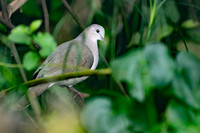 White-tipped Dove