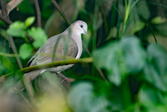 White-tipped Dove