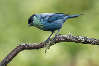 Black-capped Tanager