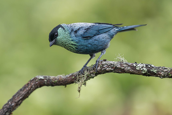 Black-capped Tanager