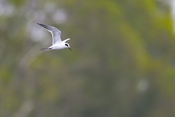 Forster's Tern