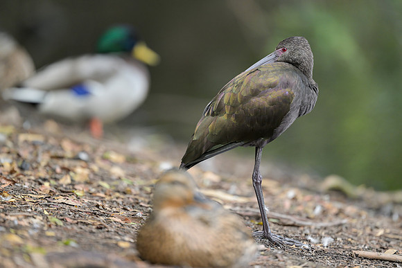 White-faced Ibis