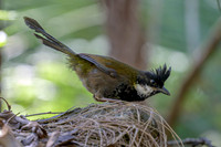 Eastern Whipbird