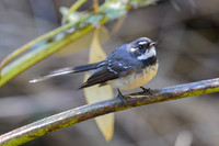 Grey Fantail