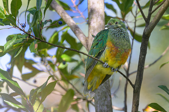 Rose-crowned Fruit-dove